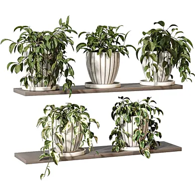 Plants - Hanging Plants on Shelf 719