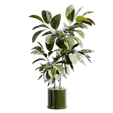 Indoor plant A785