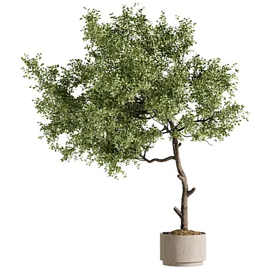 Indoor Bonsai Plant 259