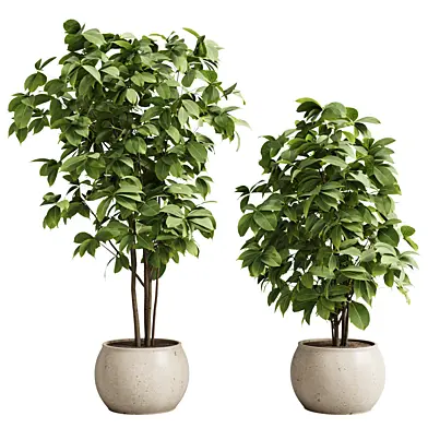 Indoor Plants 019 - 2 Size