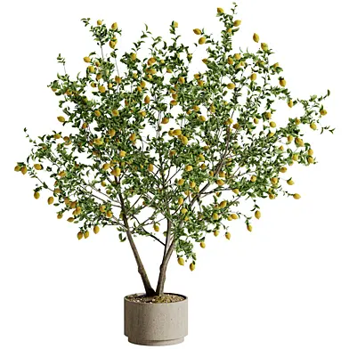 Indoor Lemon Tree Bonsai Plant 264
