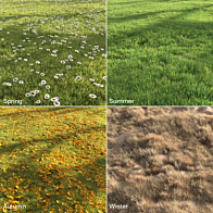 grass - Grass - 3D model