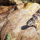 The Common leopard gecko