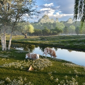 Cows