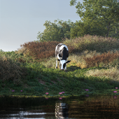 Корова у воды