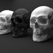The Human Skull