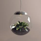 Lamp with a live plant