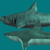 Простая модель акулы(две штуки)
