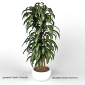 dracaena Hawaii Sunshine