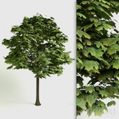 Acer Platanoides - detailed 3D Tree