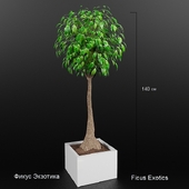 Ficus Exotics