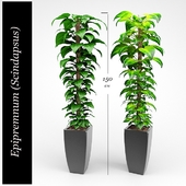 Epipremnum (Money Plant)