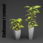 Codiaeum (Croton)