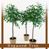 Дерево Кизил (Dogwood tree)