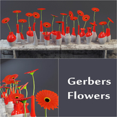 Gerbers Flowers