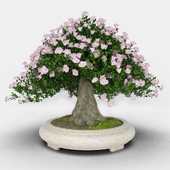 bonsai "Blooming Azalea"