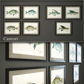 Cantori, Pesci (рыбы)