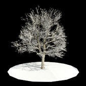 tree-snow / дерево в снегу