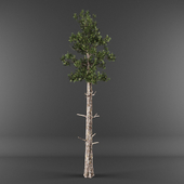 хвойное дерево/Conifer