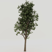 Tree_1