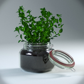 Oregano Plant in pot