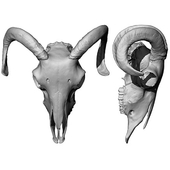 Sheep skull scan (OM)