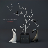 Black & White birds
