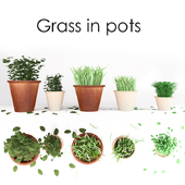 Herbs in pots (3 types)