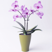 Orchid (mini)