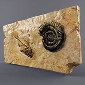 fossils / окаменелости