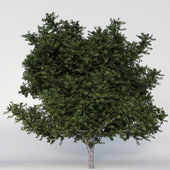 PECAN TREE
