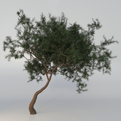 TREE ACACIA