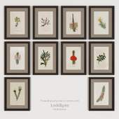 Картины постеры ботаника из каталога Loddidges