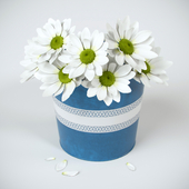 Daisies in a bucket
