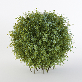 Bush short-haired in the form of a sphere( ПЕРЕ ЗАЛИВКА)