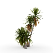 Yucca aloifolia # 2
