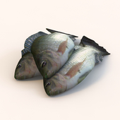 Fish Telapia