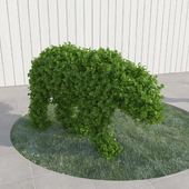 Panther - topiary