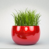Decorative grass in pots
