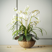 композиция с орхидеями