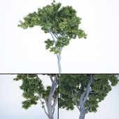 Tree_vol1_005