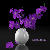 Orchids