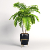 Double palm trees in a pot