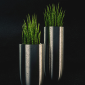 Vases with Sansevieria cylindrica