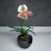 Орхидея (башмачок) Paphiopedilum