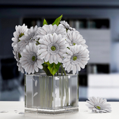 white Gerbera Flower