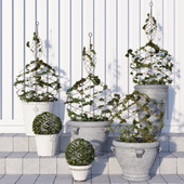 Pottery Barn/Live Ivy Spiral Topiary