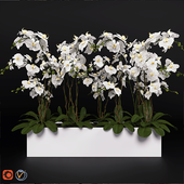 Орхидея (phalaenopsis) букет 3