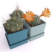 Three cactus