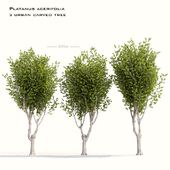 Platanus acerifolia - 3 urban carved tree 20m